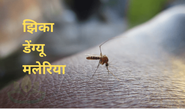 डेंग्यू, मलेरिया आणि झिका या आजारांची लक्षणे आणि उपचार