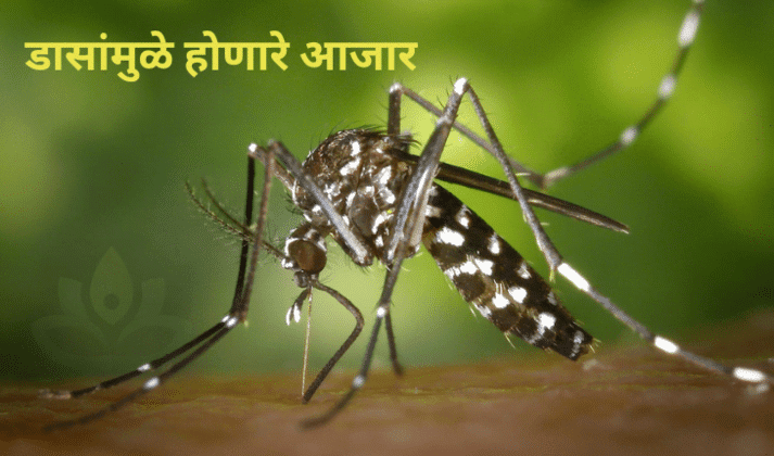 डासांमुळे होणाऱ्या आजारांपासून स्वतःचा बचाव कसा कराल?